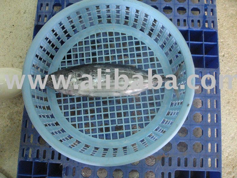 Frozen Skipjack Tuna Whole Round
