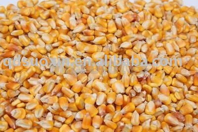 yellow corn