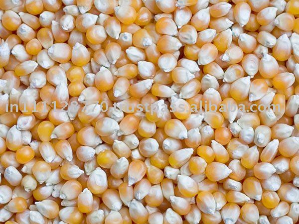 Yellow Corn