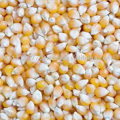 Golden Maize