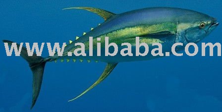 yellow fin tuna-big eye tuna