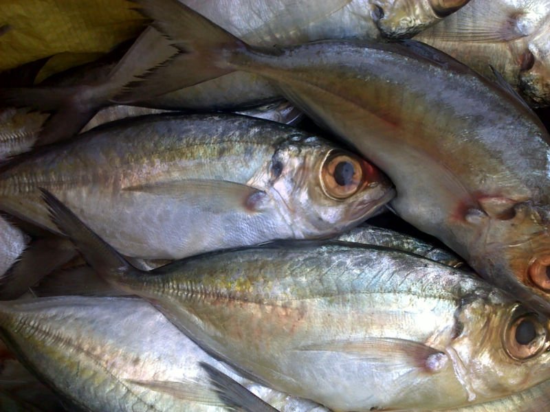 Frozen big eye scad fish