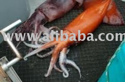 giant squid whole