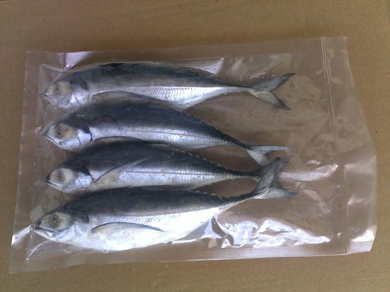  IQF  frozen  horse   mackerel  fish Megalaspis cordyla