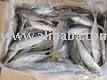 Fresh Sword  , Cud m Octopus and Mackerel For sale