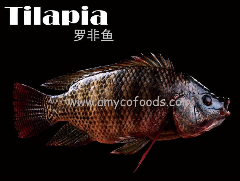 Frozen Tilapia