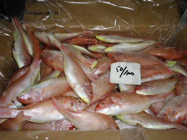 Red Sea Bream