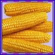 Indian yellow maize (Animal feed) for exports