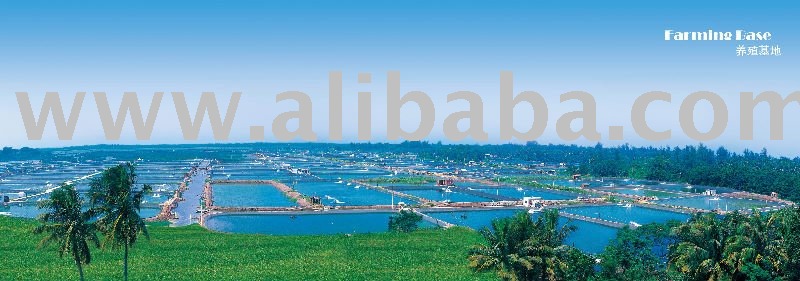  Tilapia  Farm