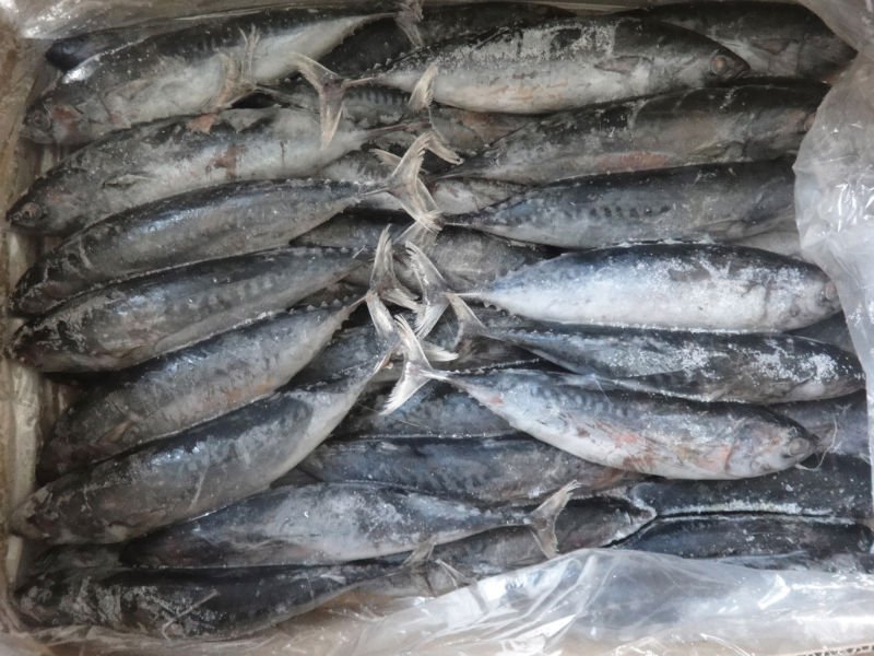 Bonito Whole Round