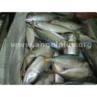 FROZEN MACKEREL  AVAILABLE