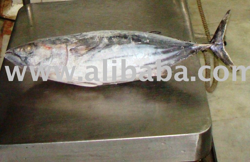 SKIPJACK TUNA,  YELLOWFIN TUNA W/R,  G/G,  LOINS