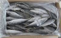  fresh  freozen  fish  ready for  export ation