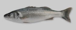 Sea Bass