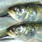 Frozen  HGT   Sardines  (Sardinella longiceps)
