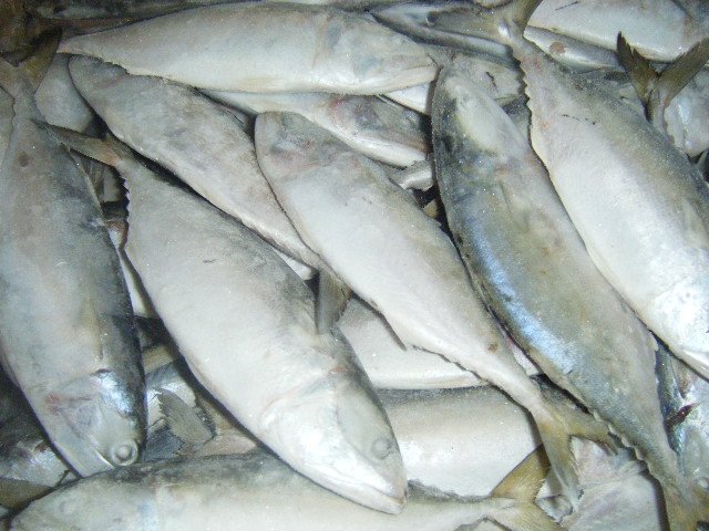 Indian Mackerel