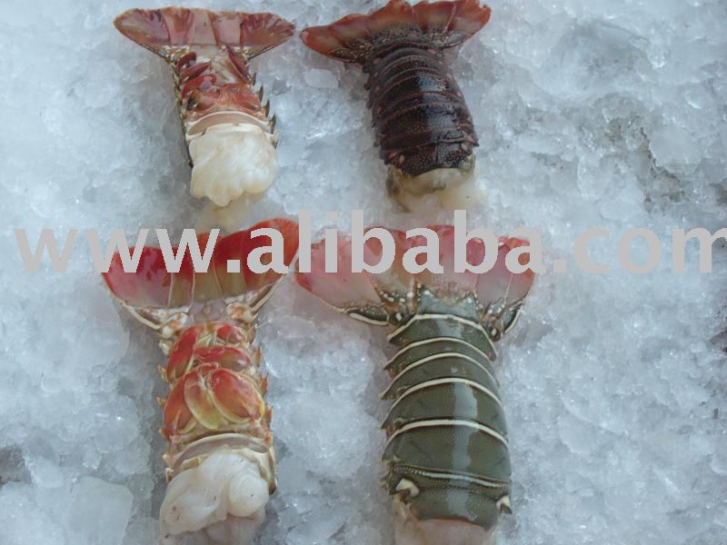 Lobster Tail