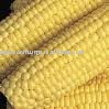  YELLOW   CORN   SEED S