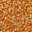 dry yellow maize
