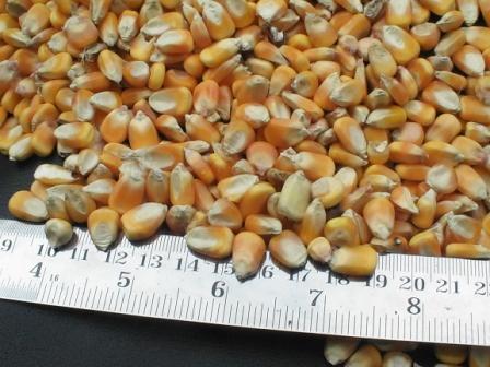  MAIZE  FOR  ANIMAL   FEED S