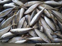 Mackerel