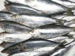 sardine fish