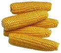 cooking corn