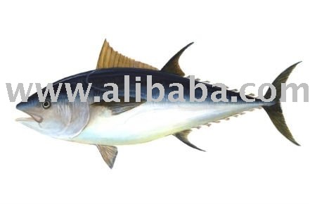 Frozen yellow fin tuna