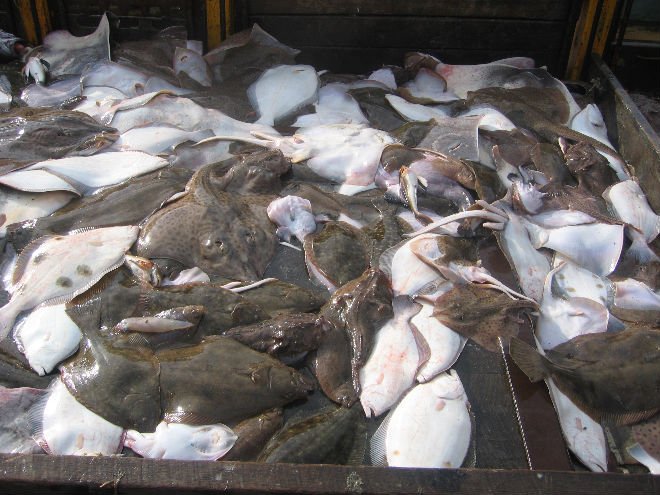 American Plaice (hippoglossoides platessoides)