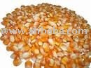 yellow corn for sale