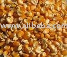 YELLOW CORN