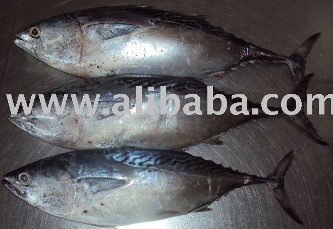 BONITO W/R