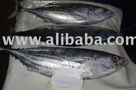 Skipjack Tuna