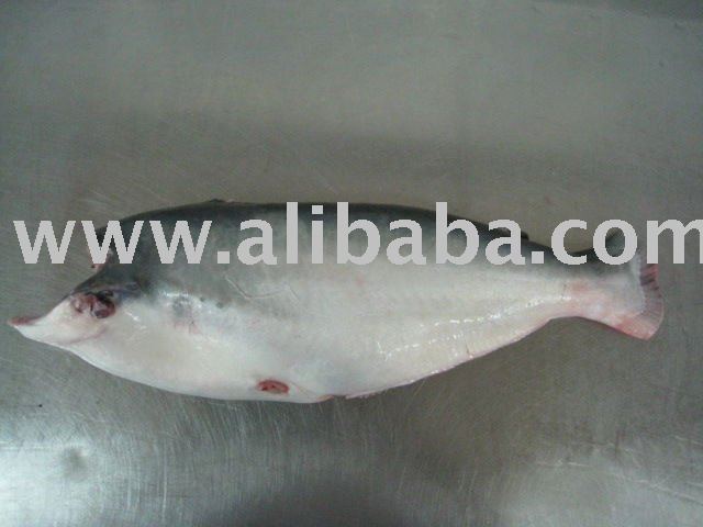  Frozen   Pangasius   fish  HGT