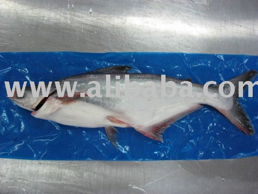 Frozen Pangasius whole fish