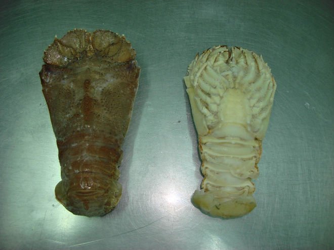 Slipper Lobster
