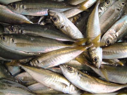 Jack/Horse Mackerel-Trachirus Murphy products,New Zealand Jack/Horse ...