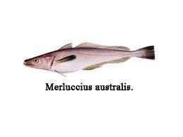 Hake Fillets