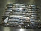 pilchard sardine