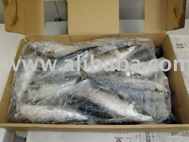  Frozen   Saba   Mackerel 