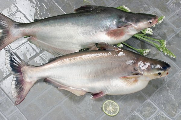 FROZEN   PANGASIUS   WHOLE   ROUND 