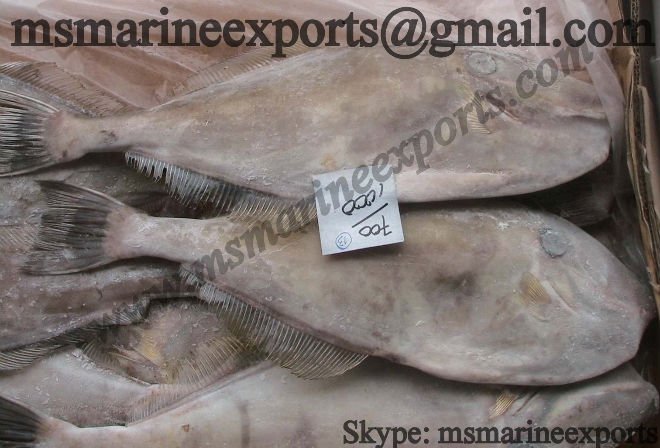 Leatherjacket Fish at Best Price in Mumbai, Maharashtra | Samrajya Fisheries