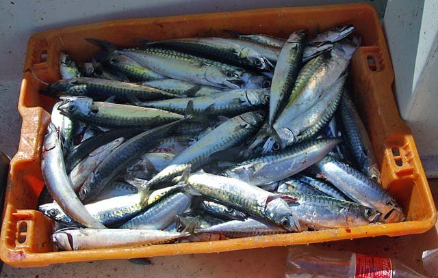  Frozen   whole   mackerel 