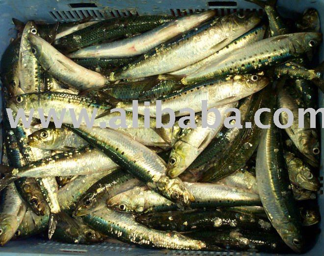 frozen sardine