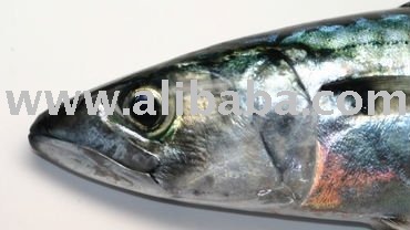  frozen   atlantic   mackerel  ,scomber scombrus