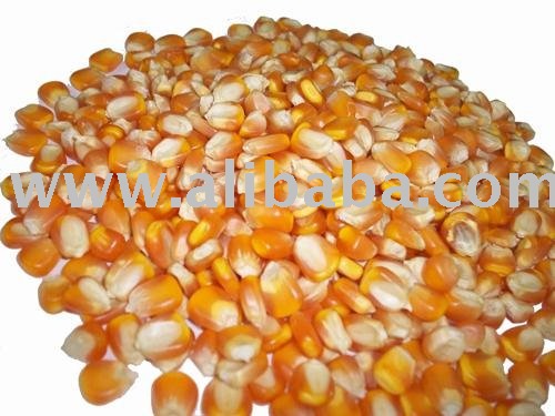 Sell High Quanlity Yellow Corn From Vietnam