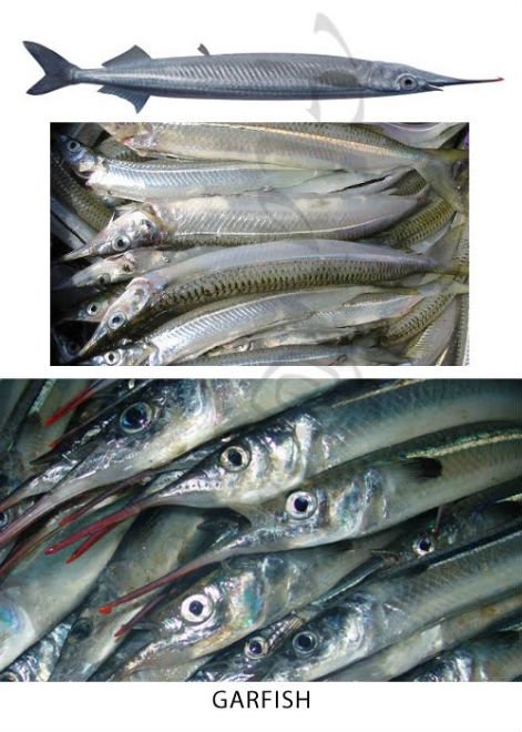 Frozen Garfish