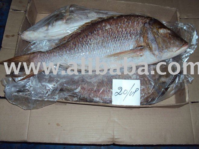 Emperor Fish