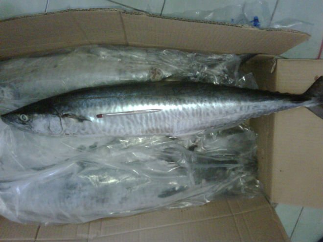 Spanish Mackerel