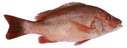 Frozen Red snapper,India Frozen Red Snapper price supplier - 21food